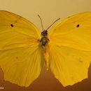 Image of Yellow Angled-Sulphur