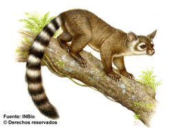 Image of Central American Cacomistle