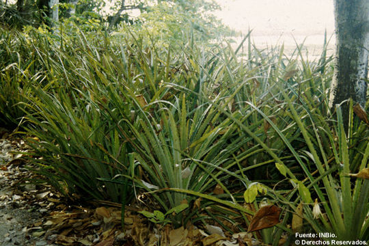 Imagem de Bromelia pinguin L.