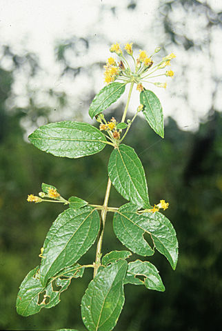 Слика од Calea jamaicensis (L.) L.