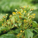 Image of Calea jamaicensis (L.) L.