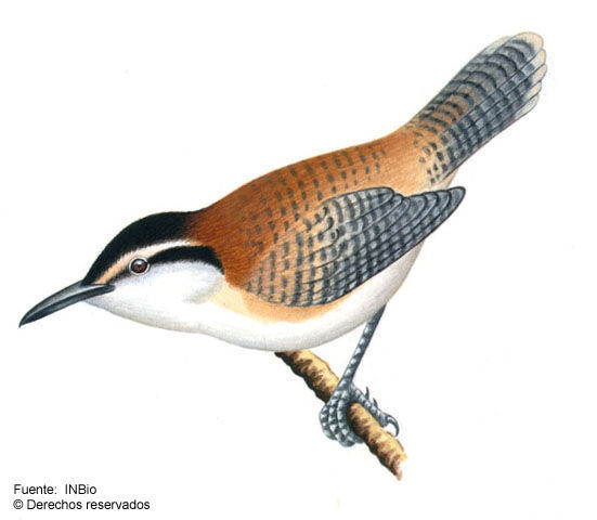 Image of Campylorhynchus Spix 1824