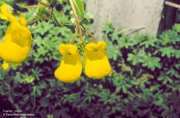 Image of Calceolaria irazuensis J. D. Smith