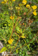 Image of Calceolaria irazuensis J. D. Smith