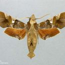 صورة Callionima falcifera (Gehlen 1943)