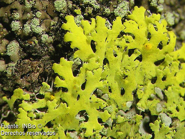 Image of Fringed candleflame lichen;   Lemon lichen