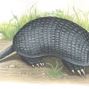 Image of Northern Naked-tailed Armadillo