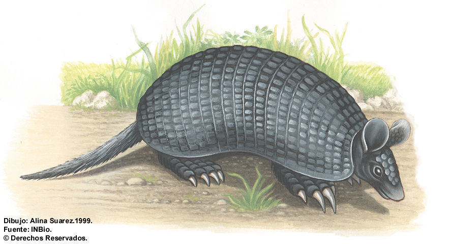 Image of naked-tailed armadillos