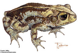 Image of Incilius luetkenii (Boulenger 1891)