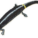 Image of Ringtail Salamander