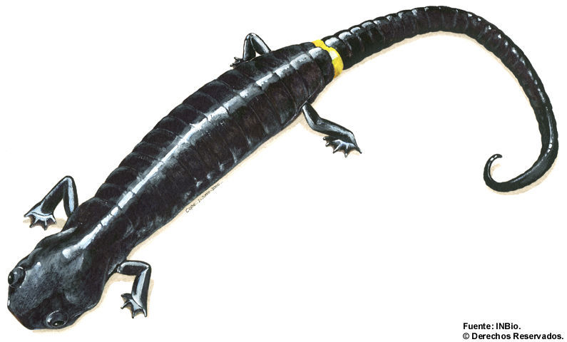 Image of Ringtail Salamander