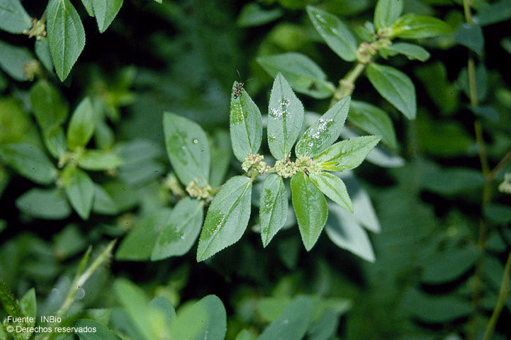 Sivun Euphorbia hirta L. kuva