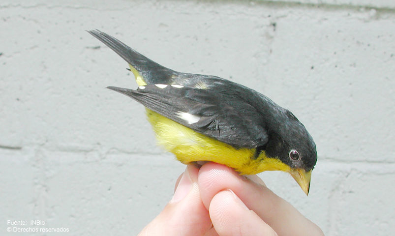 <i>Carduelis psaltria</i> (Say 1823)的圖片