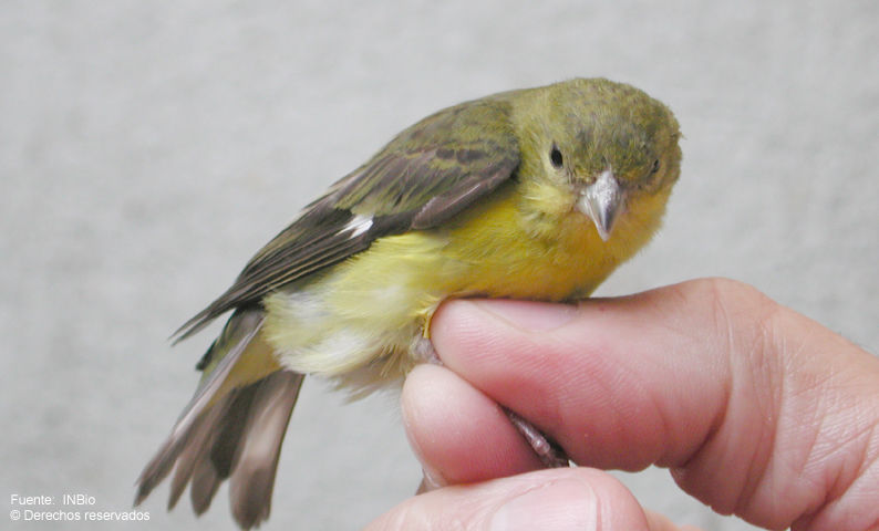 <i>Carduelis psaltria</i> (Say 1823)的圖片