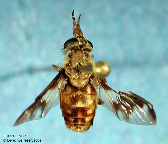 Image of Chrysops alajuelensis Burger 2002