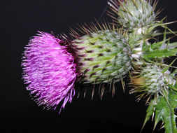 Plancia ëd Cirsium mexicanum DC.