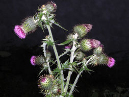 Plancia ëd Cirsium mexicanum DC.