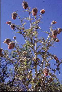 Image of Cirsium subcoriaceum (Less.) Sch. Bip. ex Seem.