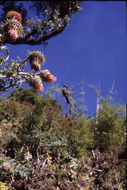 Imagem de Cirsium subcoriaceum (Less.) Sch. Bip. ex Seem.