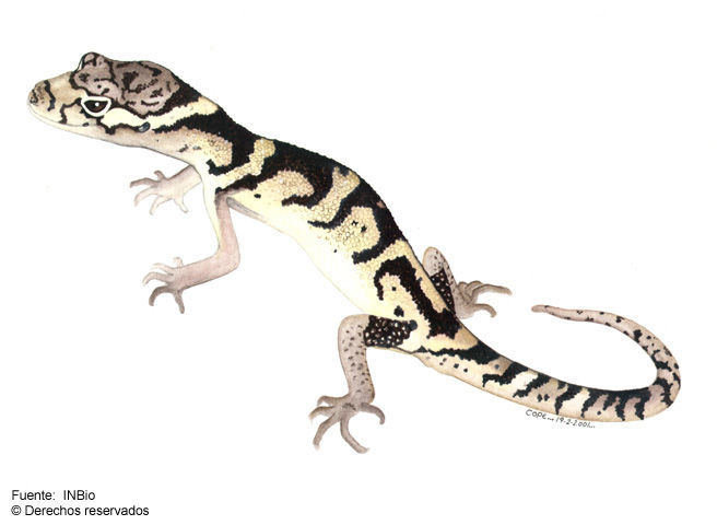 Image of Central American Banded Gecko