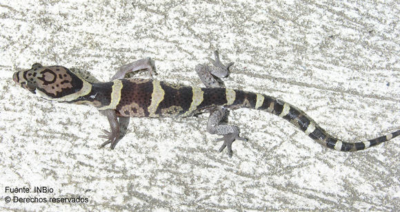 Image of Central American Banded Gecko