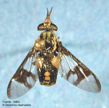 Chrysops auroguttatus Krober 1930的圖片