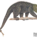 Image of Mexican Hairy Dwarf Porcupine