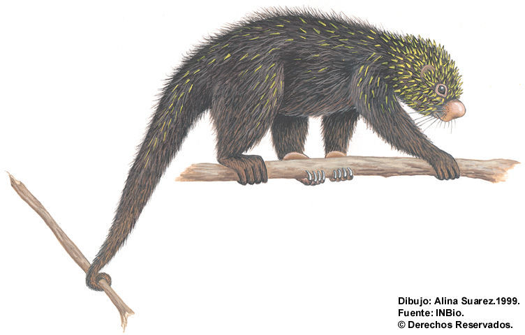 Image of Hairy Dwarf Porcupines