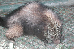 Image of Hairy Dwarf Porcupines