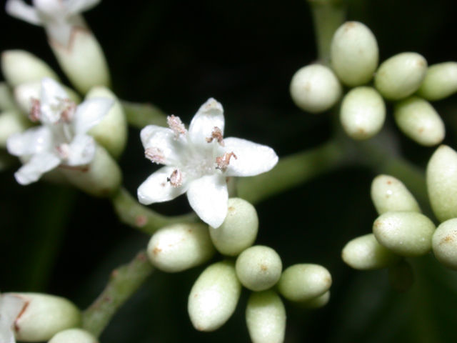 صورة Cordia porcata Nowicke