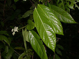 Image de Cordia porcata Nowicke