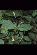 Image of Cyathula achyranthoides (Kunth) Moq.