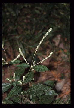 Cyathula achyranthoides (Kunth) Moq.的圖片