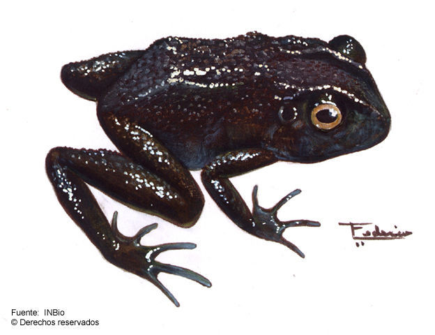 Image of <i>Craugastor bufoniformis</i> (Boulenger 1896)