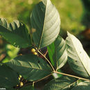 Image of Cordia bicolor A. DC. ex DC.