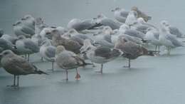 Image of Lesser Black-backed Gull