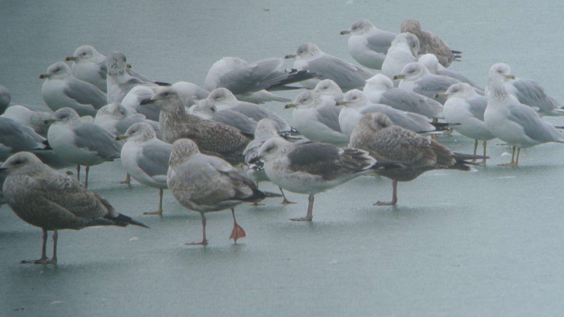 Image of Lesser Black-backed Gull