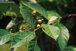 Image of Cordia bicolor A. DC. ex DC.