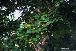 Image of Cordia bicolor A. DC. ex DC.