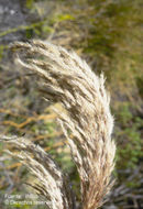 Image of Cortaderia bifida Pilg.