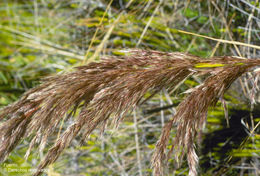 Plancia ëd Cortaderia bifida Pilg.