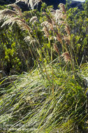 Image of Cortaderia bifida Pilg.