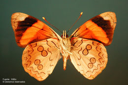 Image of Cyclogramma pandama Doubleday (1848)