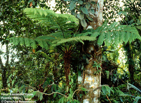 Image of Cyathea alfonsiana L. D. Gómez