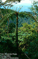 Image of <i>Cyathea furfuracea</i> Baker