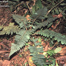 Imagem de Cyathea pseudonanna (L. D. Gómez) Lellinger