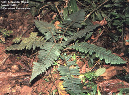 Image of Cyathea pseudonanna (L. D. Gómez) Lellinger