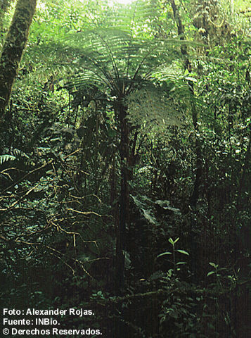 Image of Cyathea schiedeana (C. Presl) Domin
