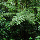 Image of Cyathea wendlandii (Mett. ex Kuhn) Domin