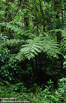 Image de Cyathea wendlandii (Mett. ex Kuhn) Domin